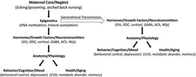 Adult Health and Early Life Adversity: Behind the Curtains of Maternal Care Research